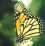 Monarch im Netz