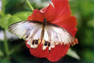 Papilio aegeus, abgeflogen