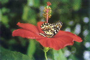 Citrus-Würfelfalter (Papilio demoleus)