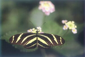 Zebrafalter (Heliconius charitonius)