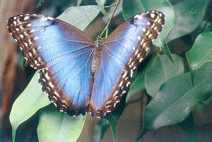 Morpho peleides