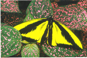 Ornithoptera priamus