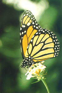 Danaus plexippus