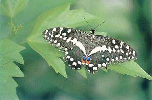 Papilio demoleus