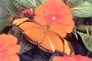 Dryas julia