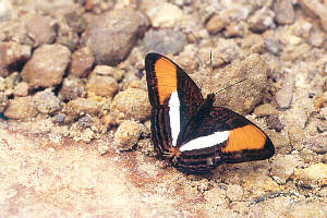 Adelpha iphicla