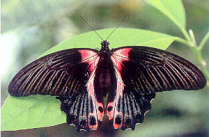 Papilio rumanzovia