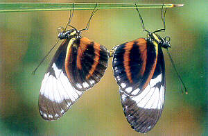 Heliconius cydno 2x