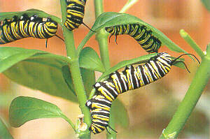 Danaus plexippus Raupe