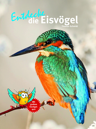 Entdecke die Eisvögel