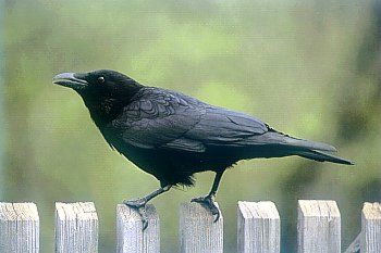 Corvus corone corone (Rabenkrähe). Foto: Manfred Delpho