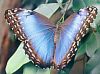 Morpho